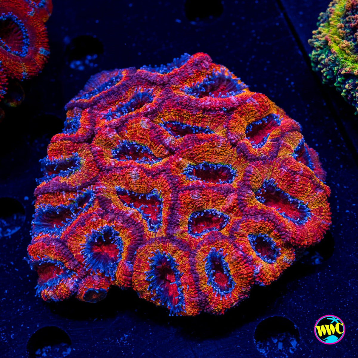 Fireball Aussie Lord - Actinic Photo