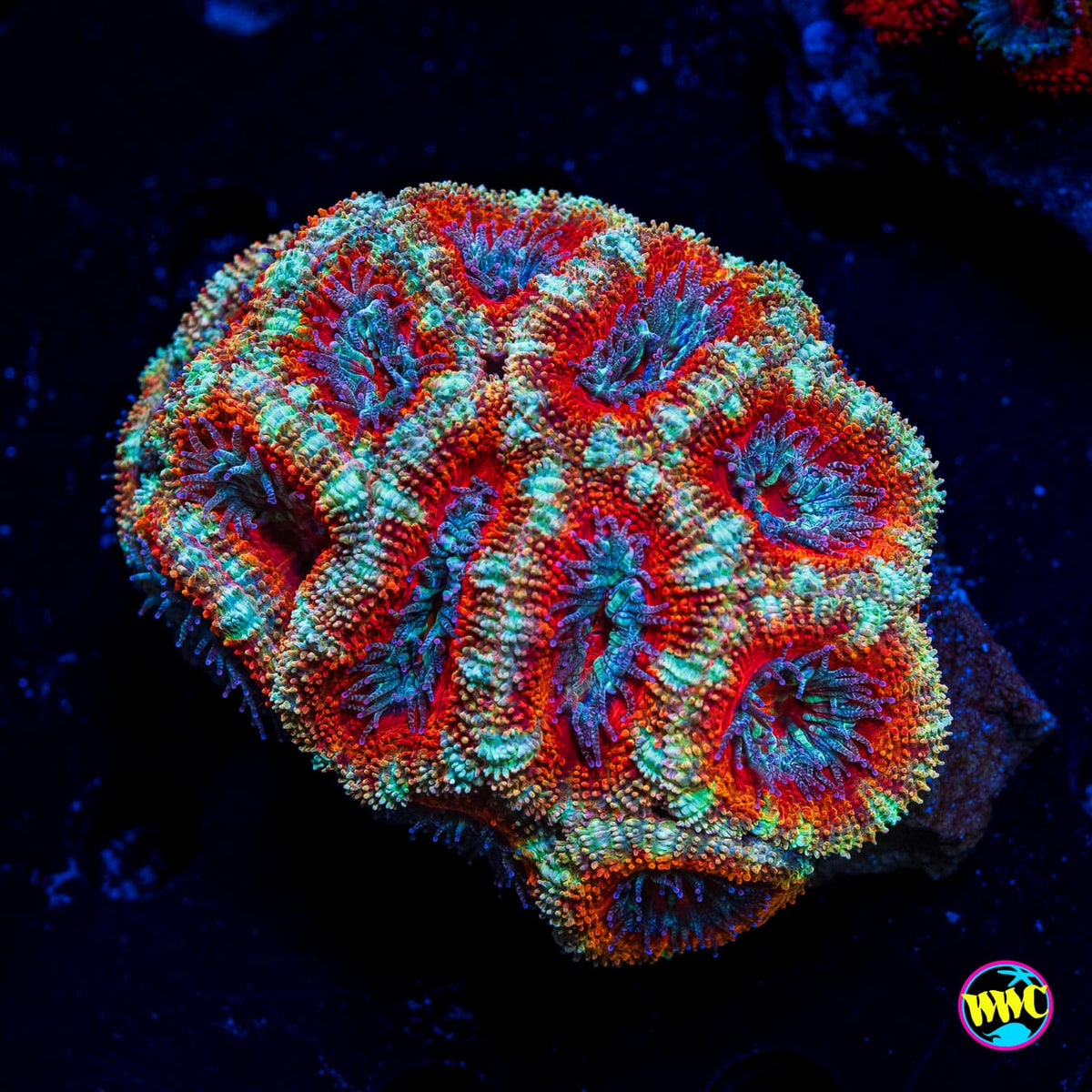 Peppermint Power Aussie Lord - Actinic Photo