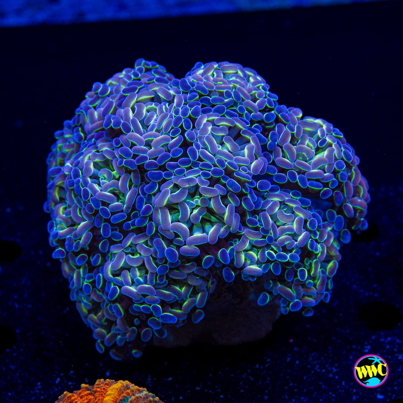 XL Hologram Branching Hammer - Actinic Photo