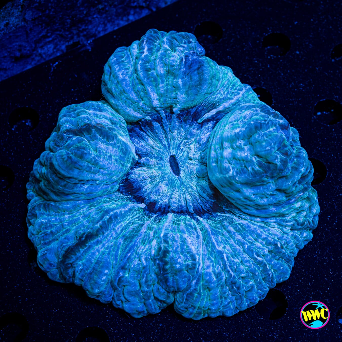 Snow Storm Indophyllia - Actinic Photo