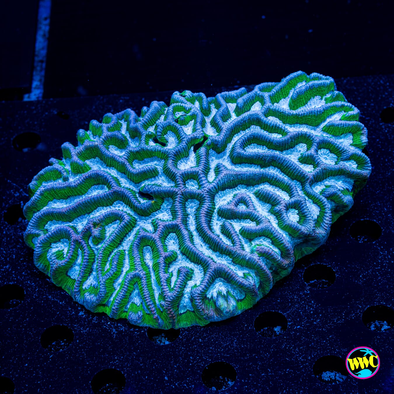 Frozen River Platygyra - Actinic Photo