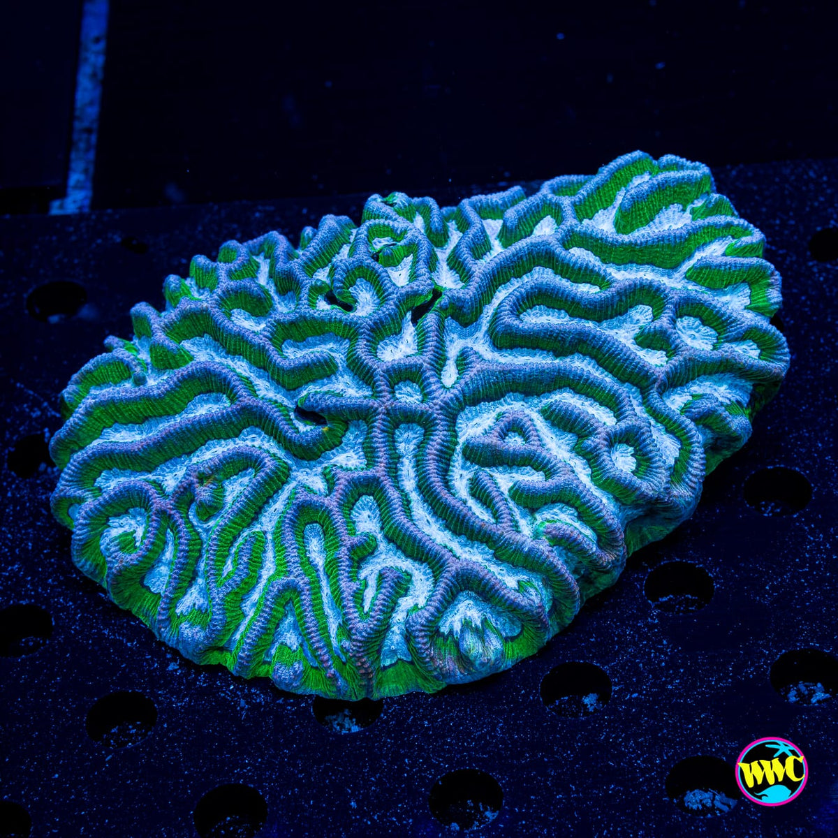 Frozen River Platygyra - Actinic Photo
