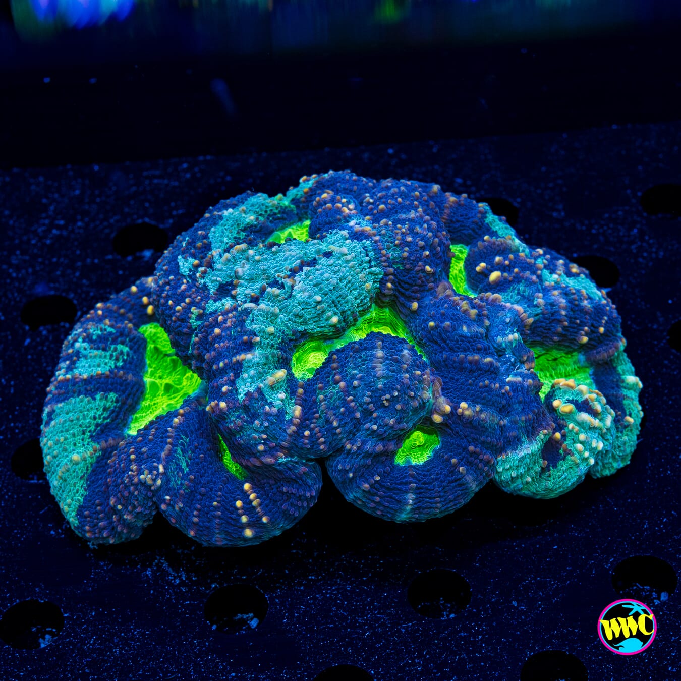 Frozen Poison Lobophyllia - Actinic Photo