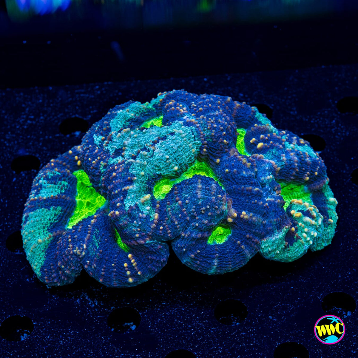 Frozen Poison Lobophyllia - Actinic Photo