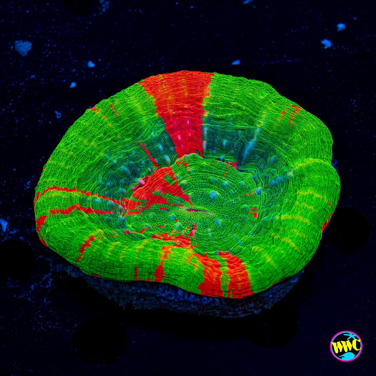 Bleeding Apple Scolymia - Actinic Photo