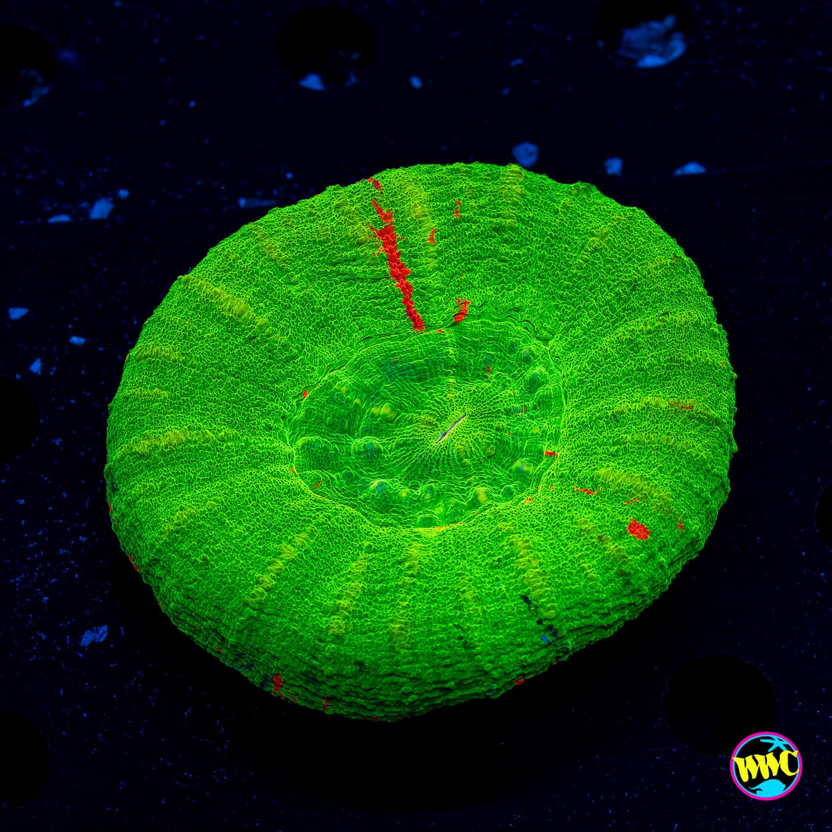 Green Apple Scolymia - Actinic Photo