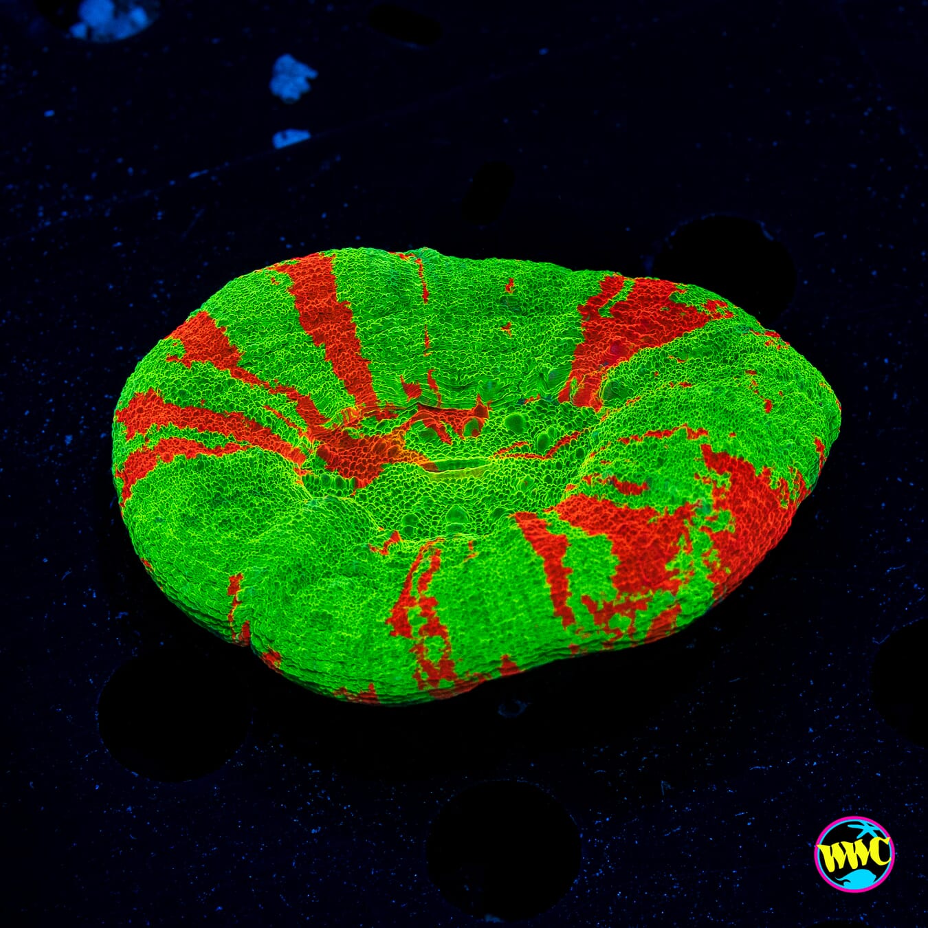 Super Apple Scolymia - Actinic Photo