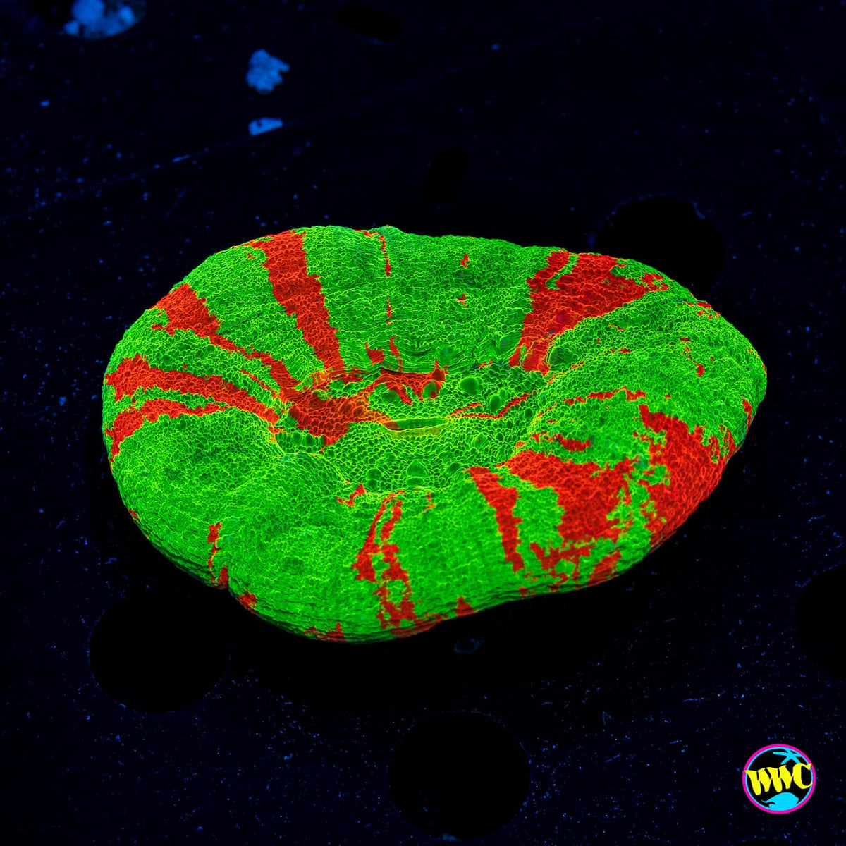 Super Apple Scolymia - Actinic Photo