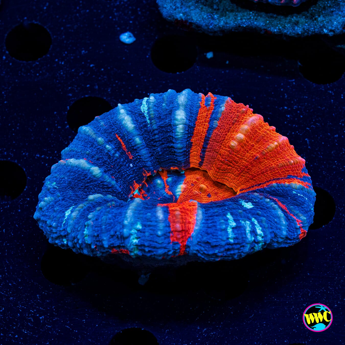 Ruby Delta Warpaint Scolymia - Actinic Photo