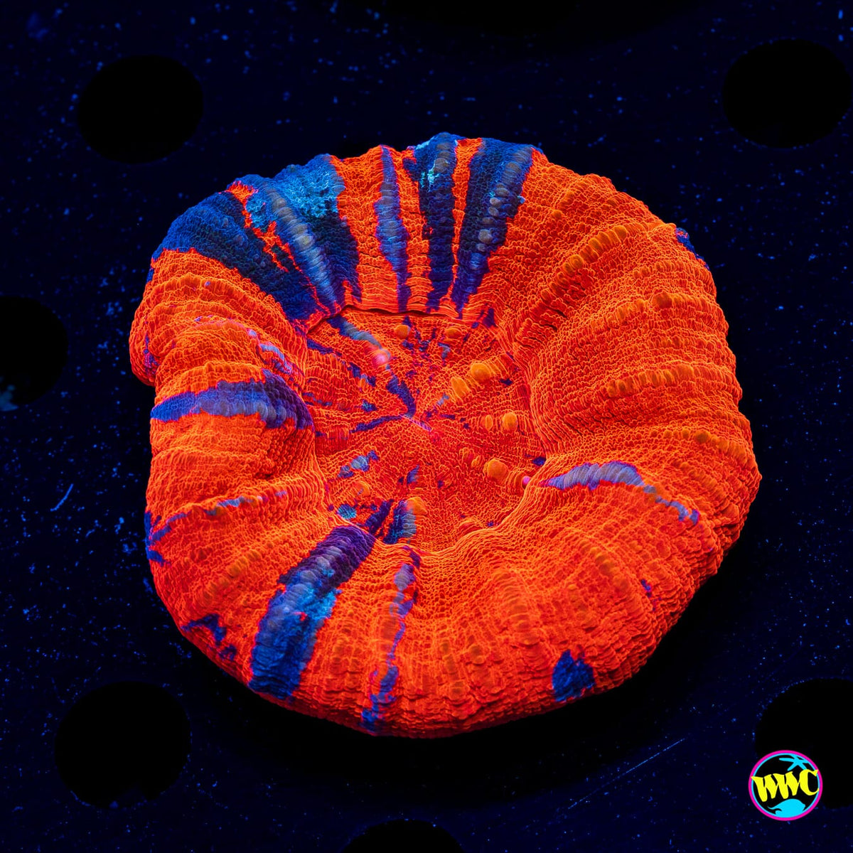 Firey Reverse Warpaint Scolymia - Actinic Photo