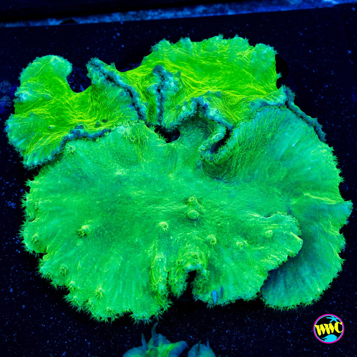 Neon Cabbage Leather - Actinic Photo