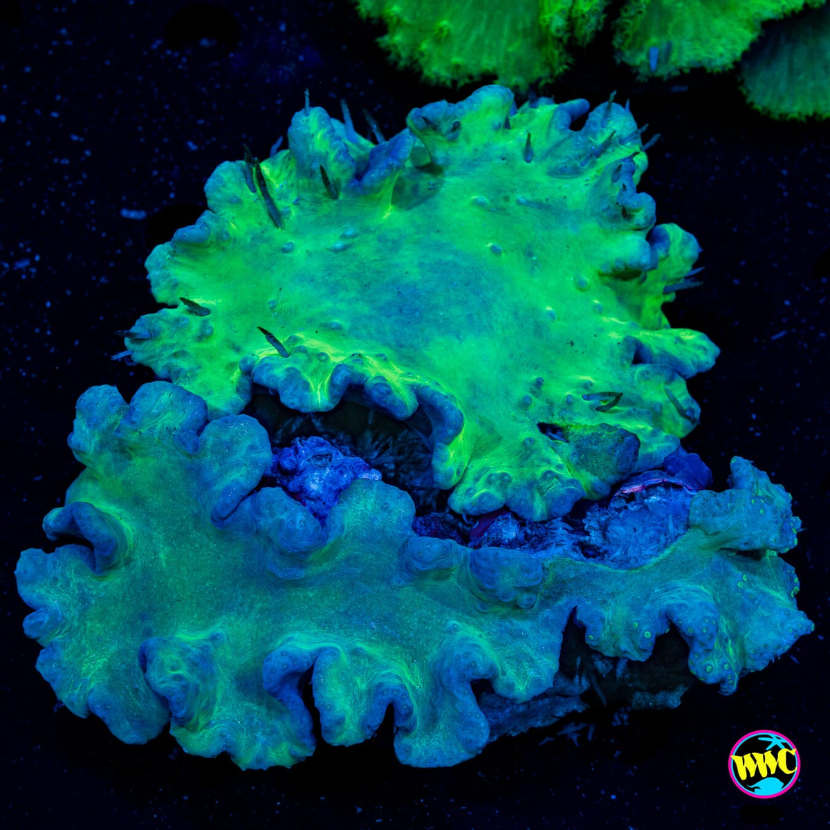 Green Cabbage Combo Leather - Actinic Photo