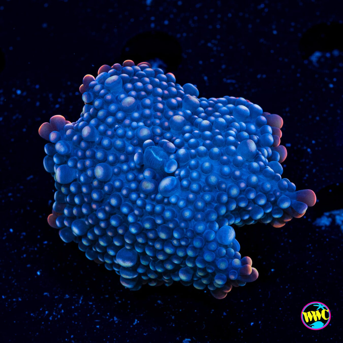 Blueberry Boba Tea Yuma Mushroom - Actinic Photo