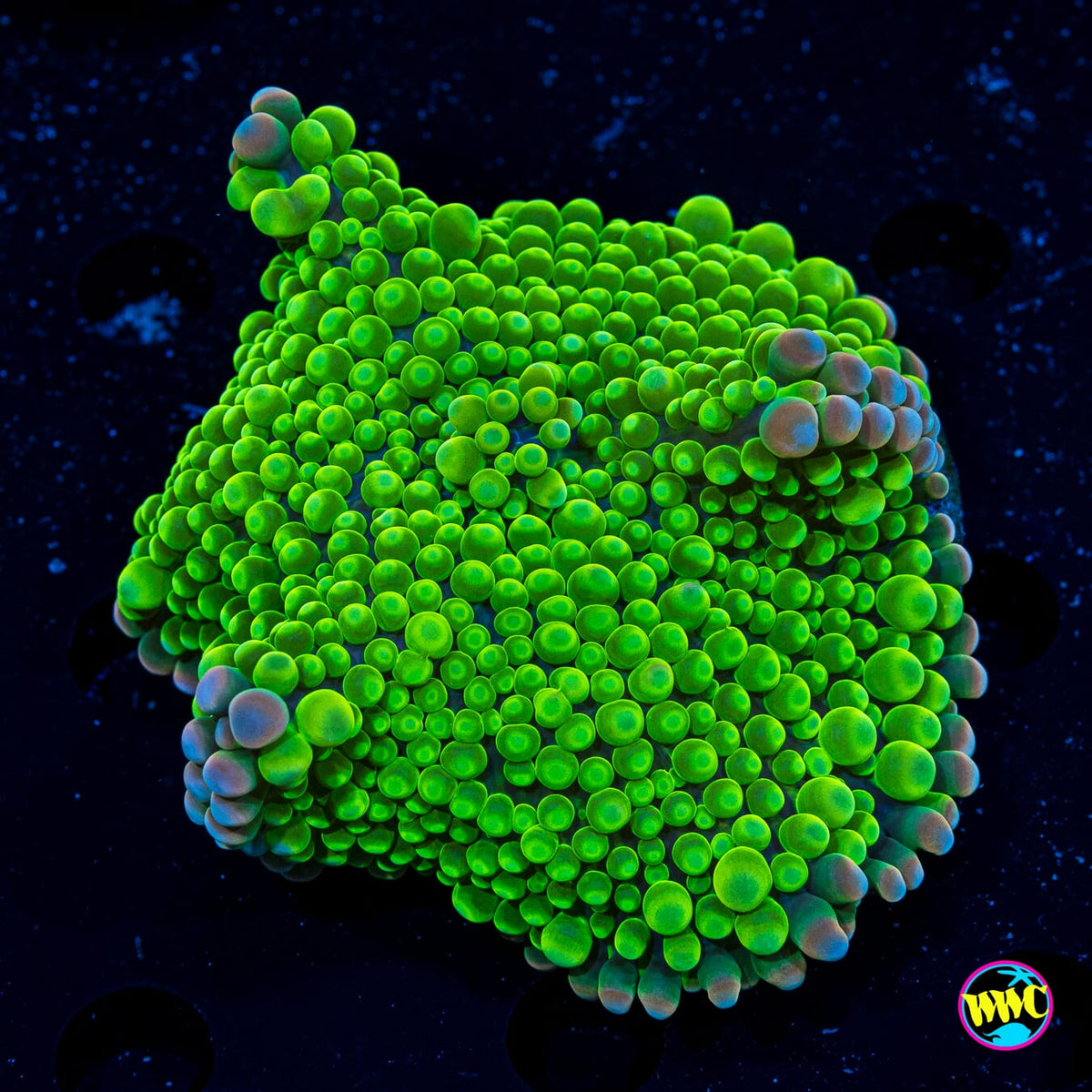 Honeydew Yuma Mushroom - Actinic Photo