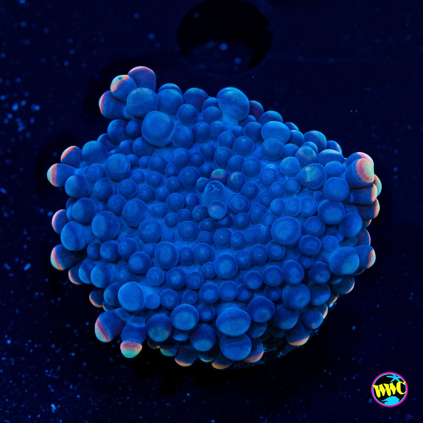 Blueberry Boba Tea Yuma Mushroom - Actinic Photo