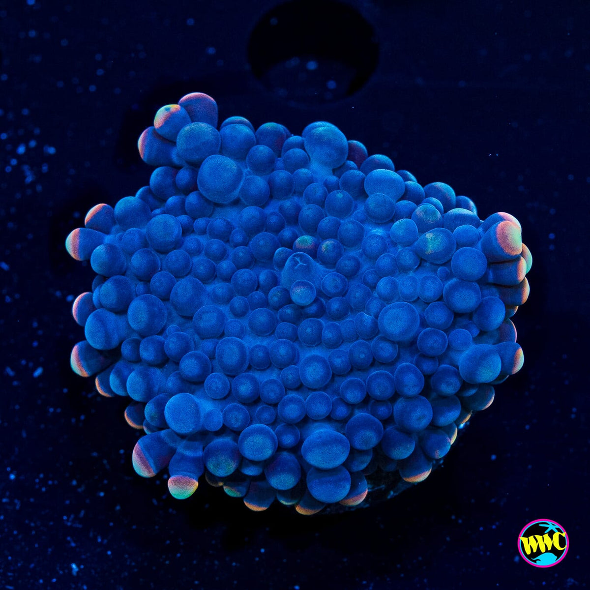Blueberry Boba Tea Yuma Mushroom - Actinic Photo