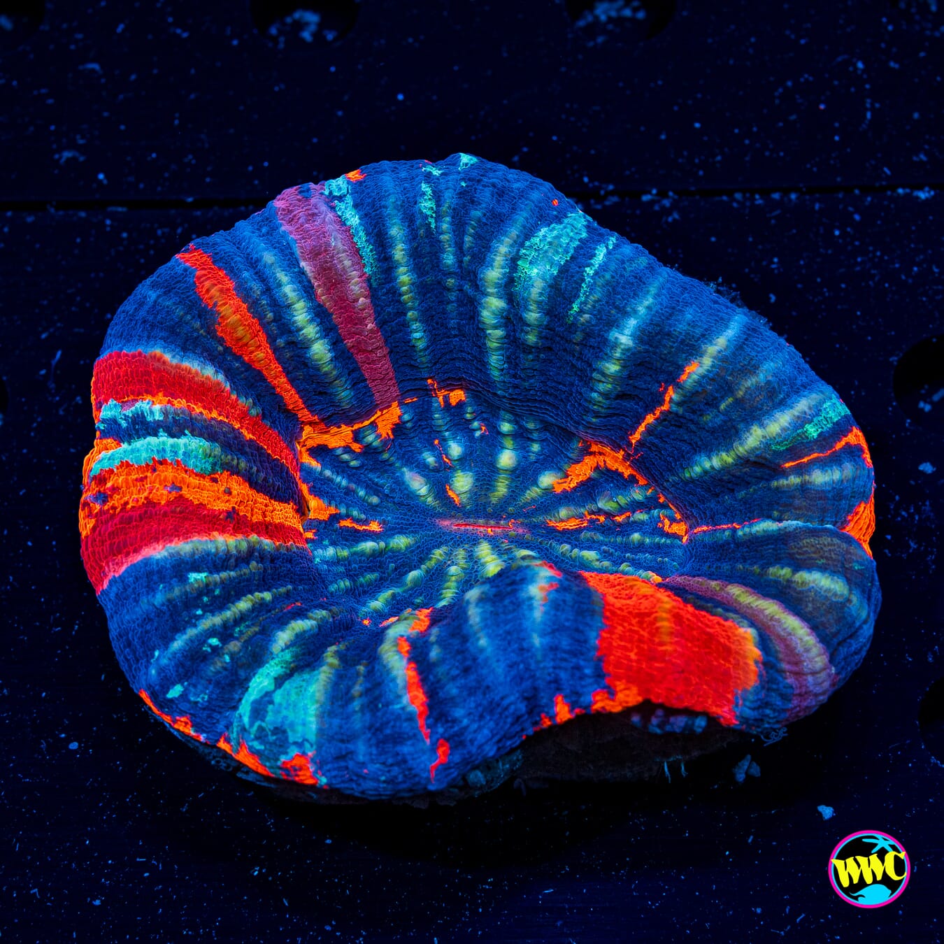 Frosty Warpaint Scolymia - Actinic Photo