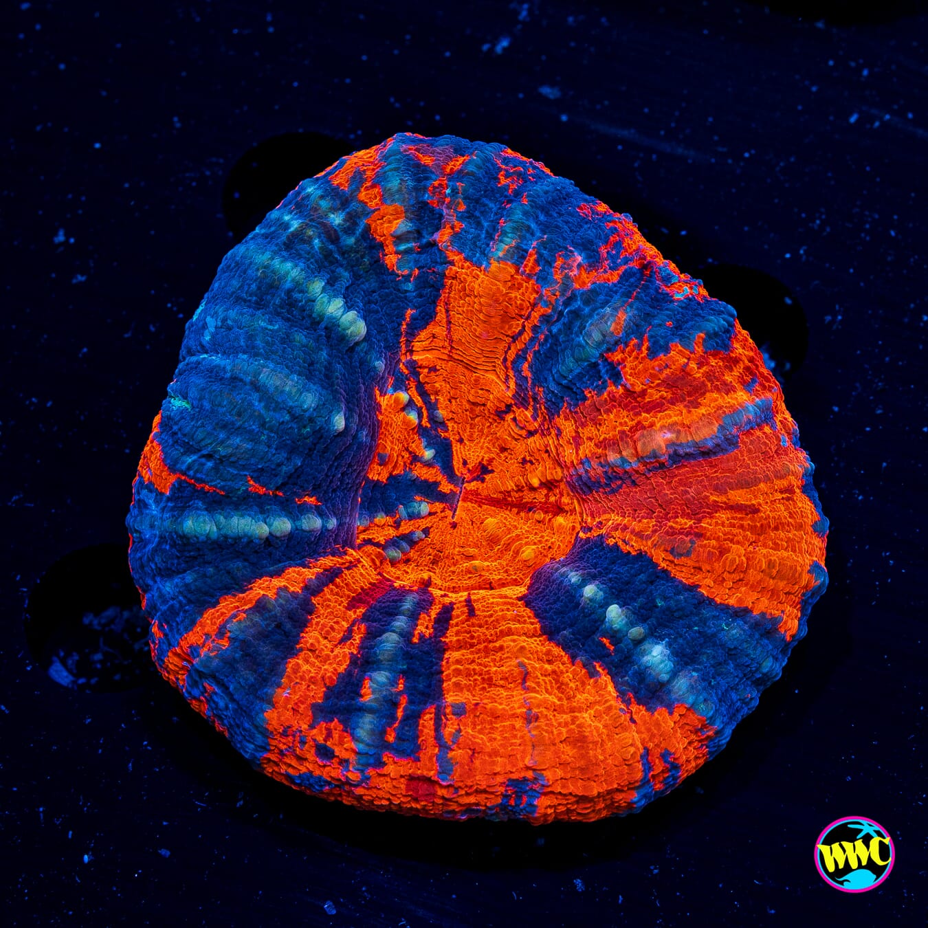 Lava Blast Warpaint Scolymia - Actinic Photo