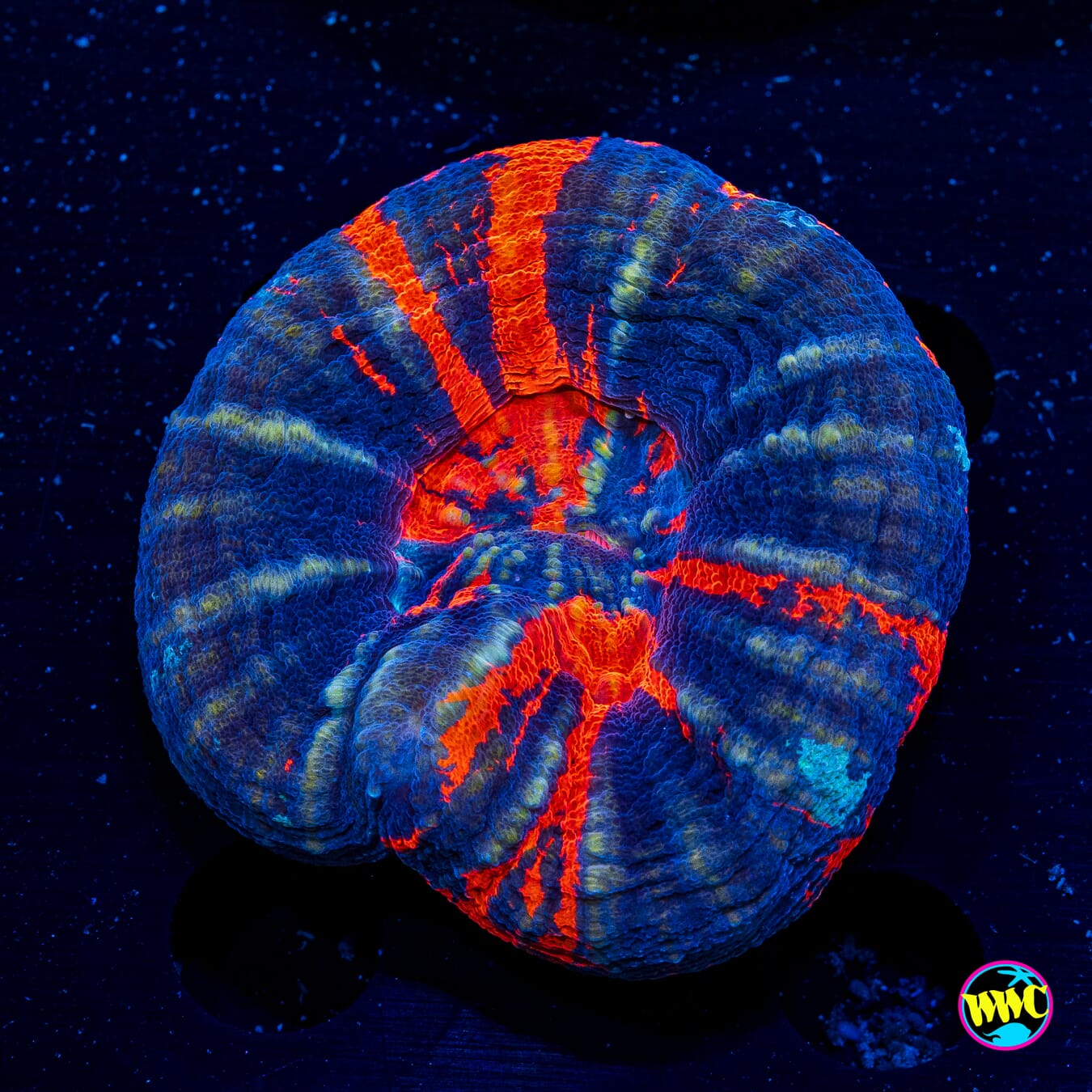 Warpaint Scolymia - Actinic Photo