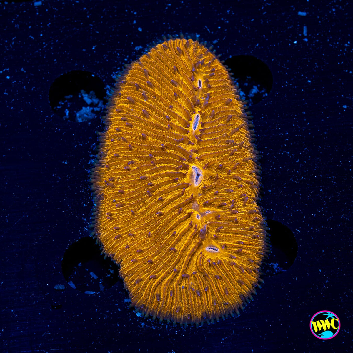 Orange Peel Tongue Plate - Actinic Photo