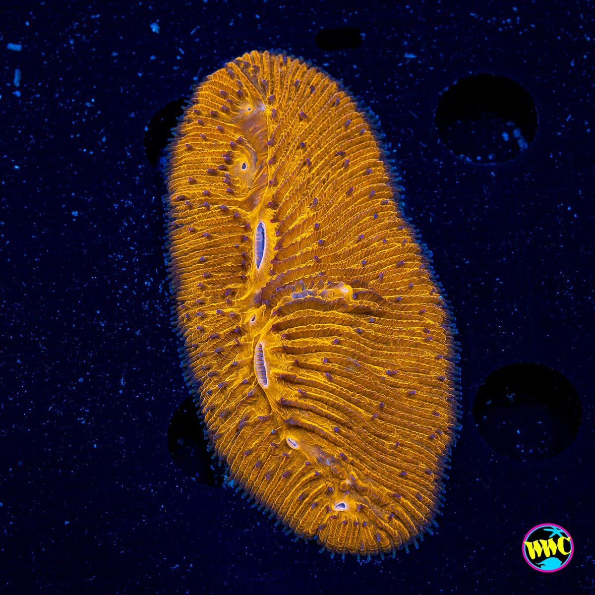 Orange Peel Tongue Plate - Actinic Photo