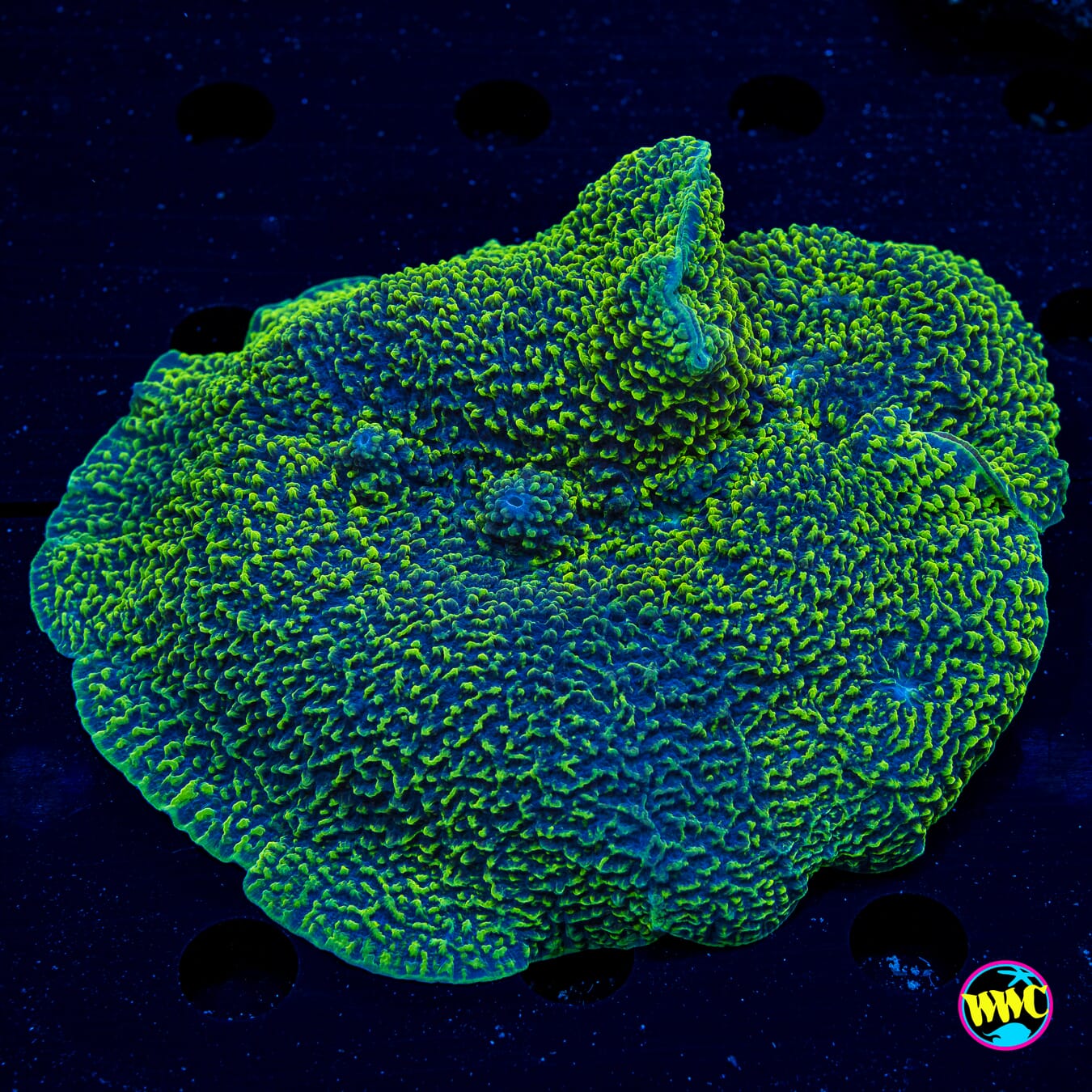 Speckled Elephant Ear Mushroom - Actinic Photo