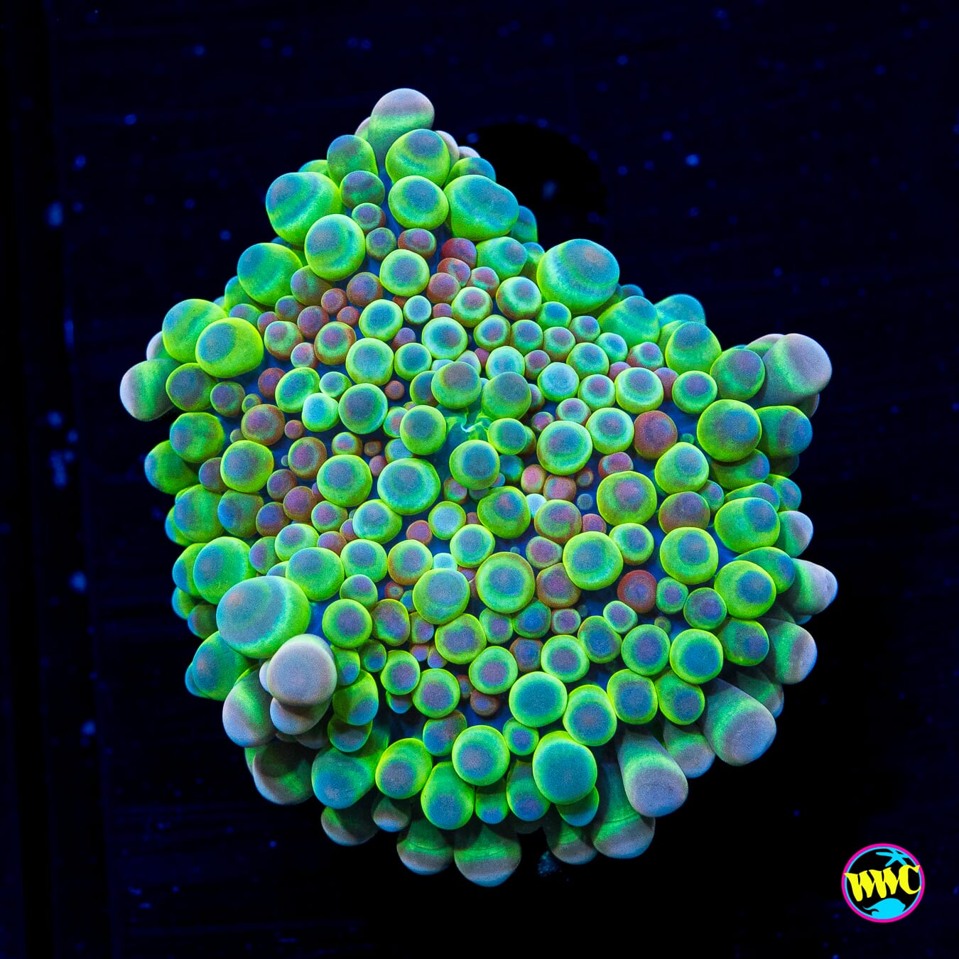 Limeade Yuma Mushroom - Daylight Photo