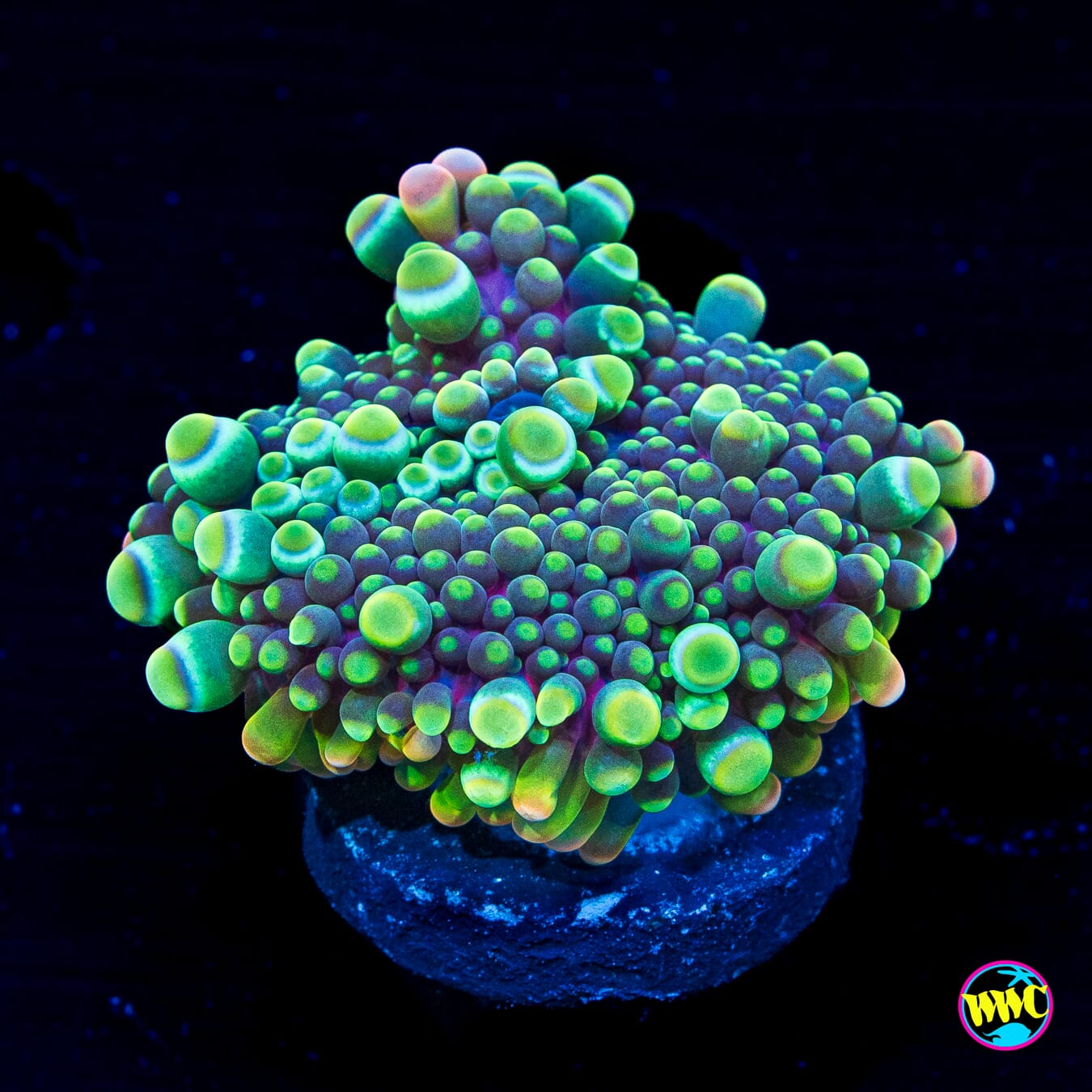 Berry Boppin Yuma Mushroom - Daylight Photo