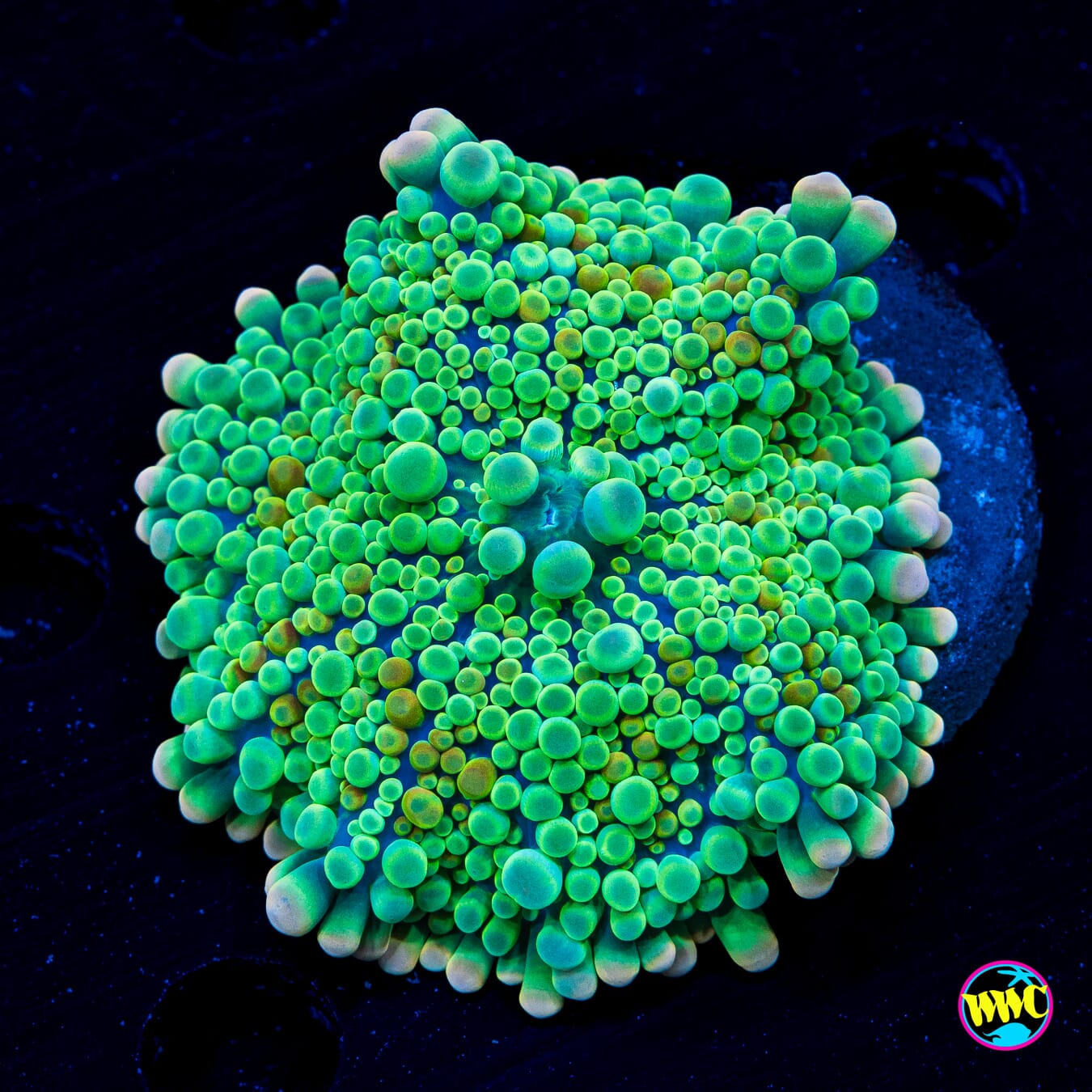 Honeydew Yuma Mushroom - Daylight Photo