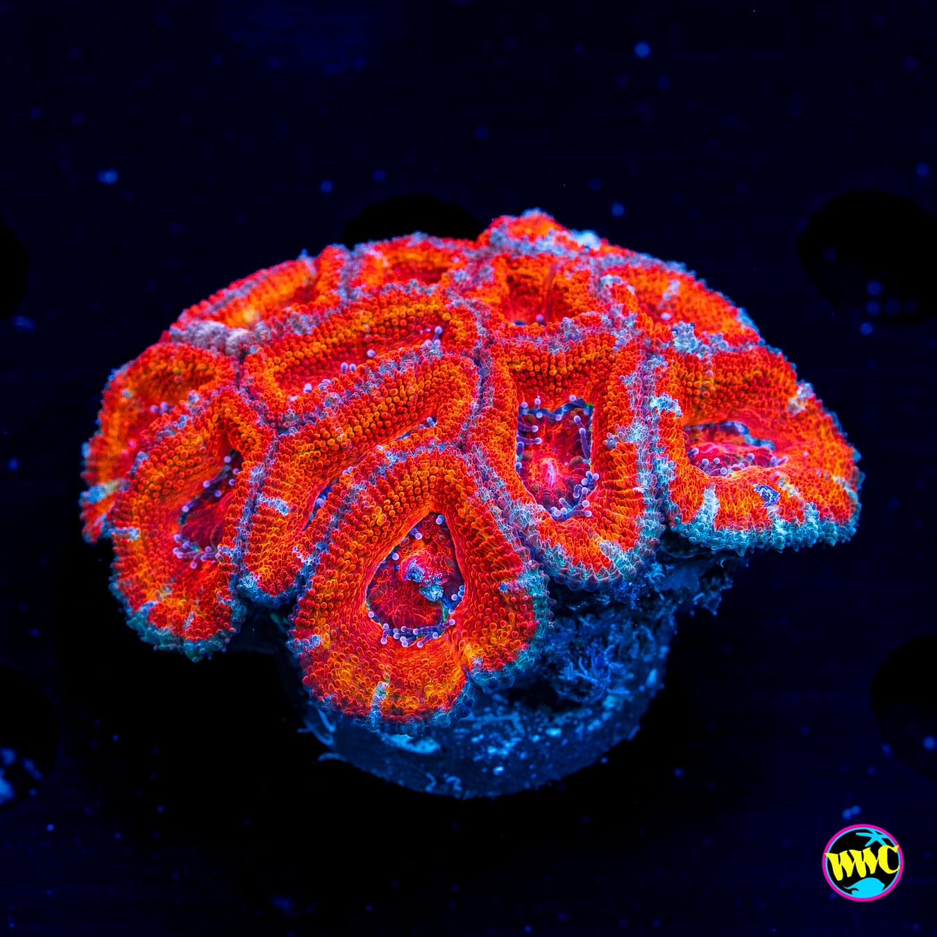 Fireball Aussie Lord - Daylight Photo