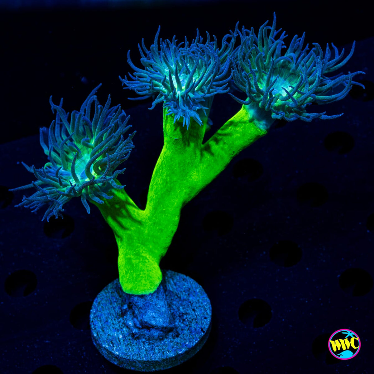 Lavender Tipped Duncan - Actinic Photo