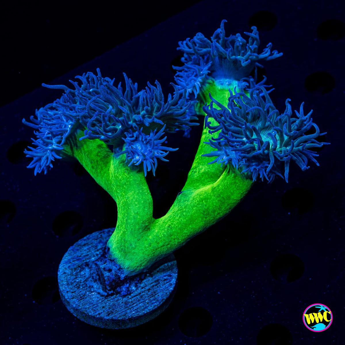 Lavender Tipped Duncan - Actinic Photo