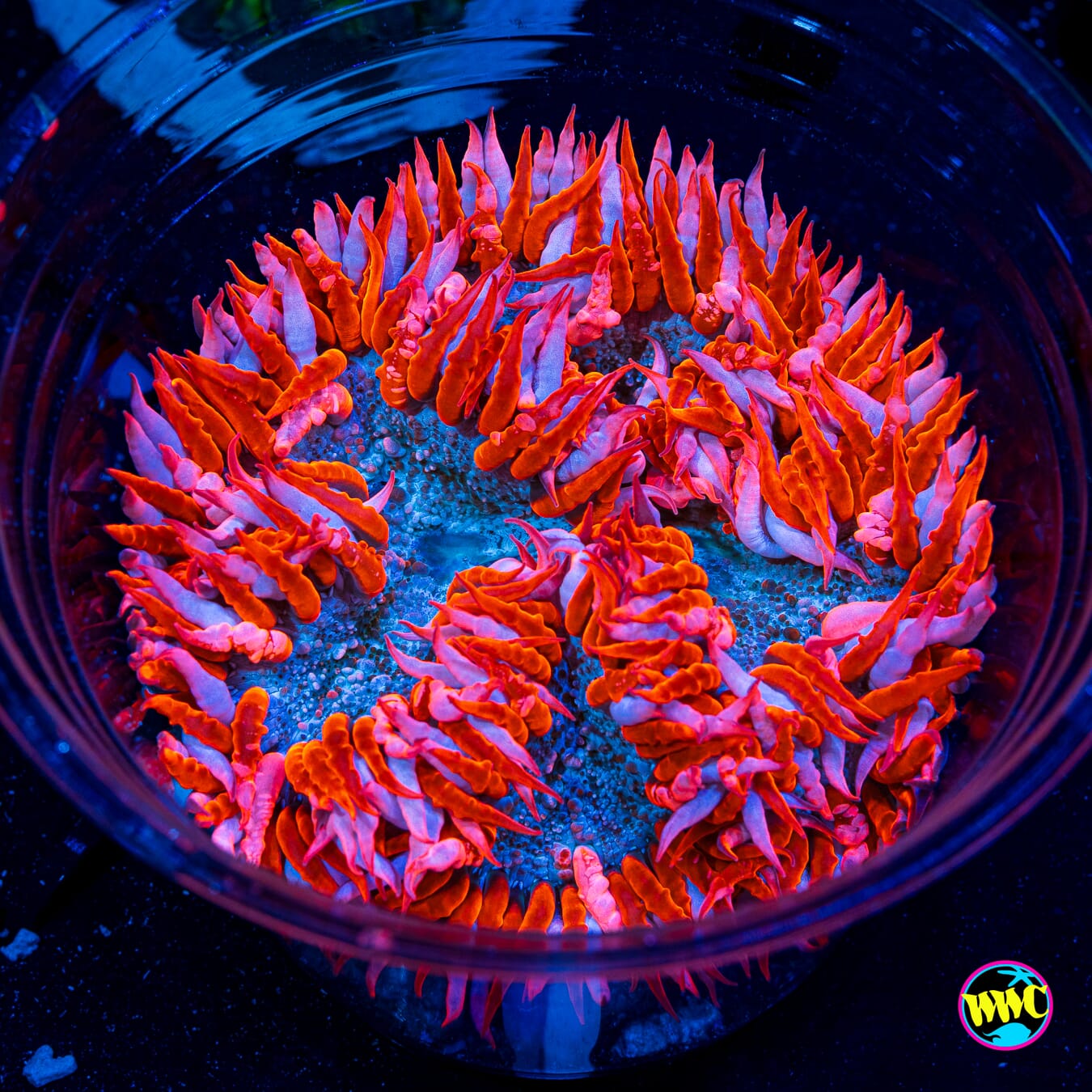 Peppermint Flower Anemone - Daylight Photo
