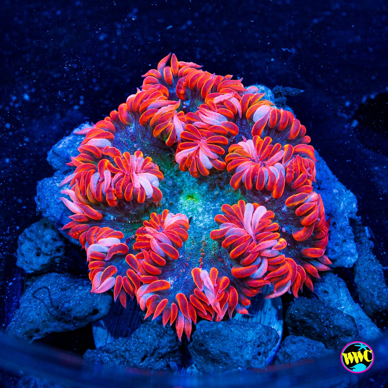 Ribbon Candy Flower Anemone - Daylight Photo