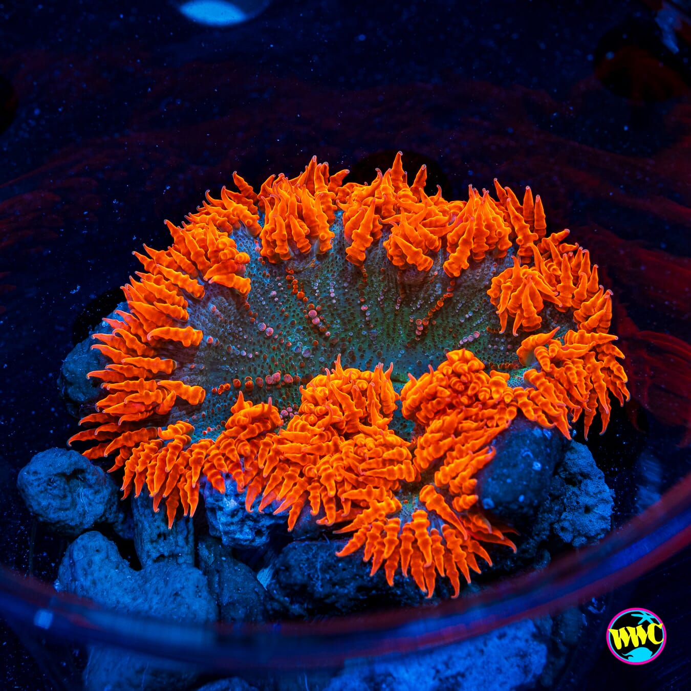 Firebreather Flower Anemone - Daylight Photo