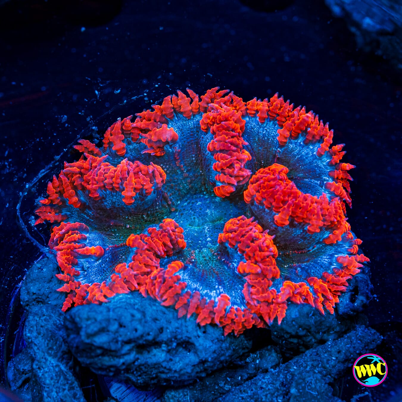 Ice and Fire Flower Anemone - Daylight Photo