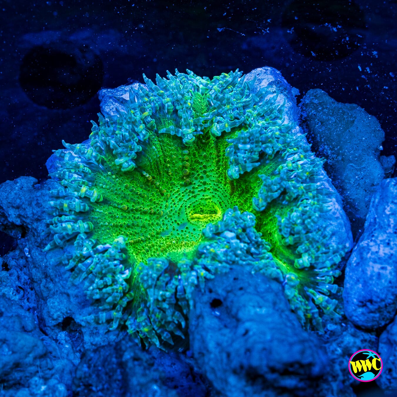 Nuclear Yeti Flower Anemone - Daylight Photo