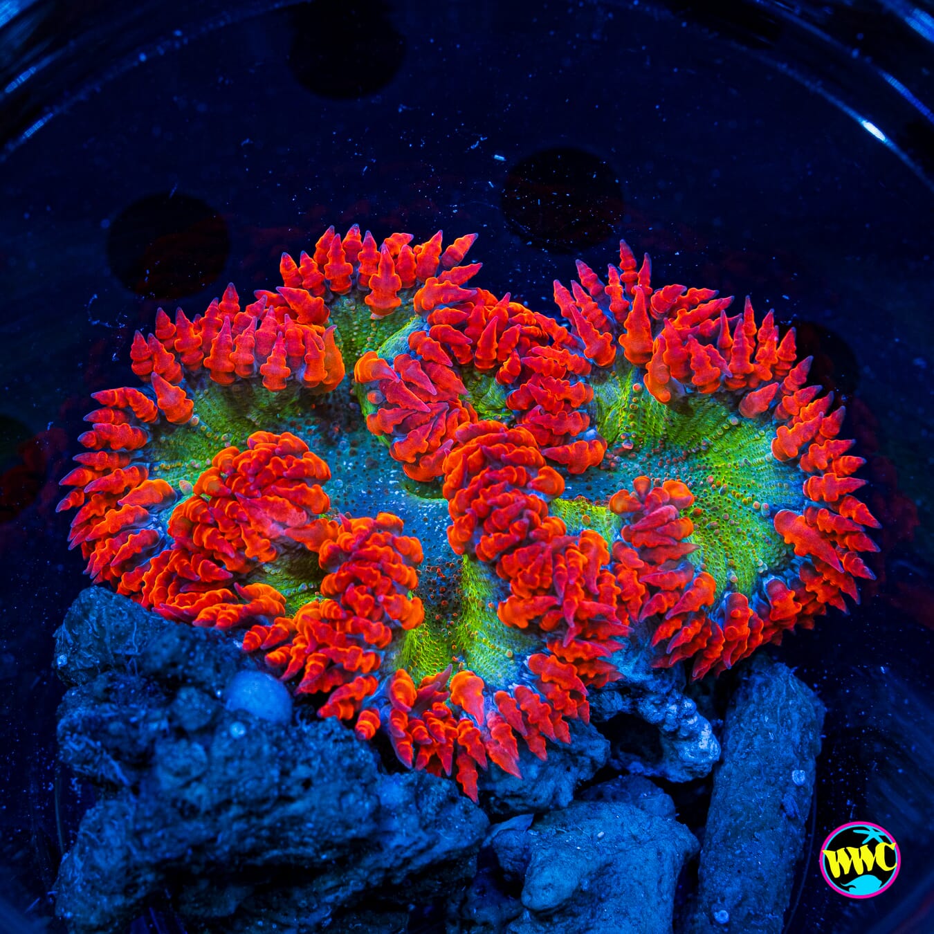 Laser Beamin Flower Anemone - Daylight Photo