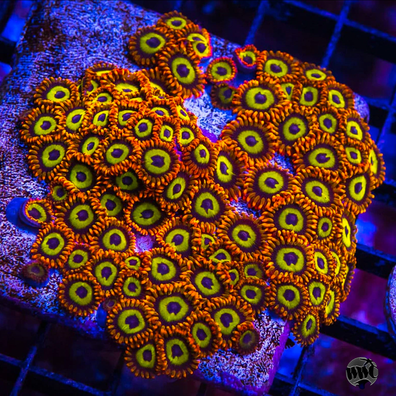 ZOA 　　　　　　　　　　　　　　　　　Z.O.A Fruit Loopz Zoanthids