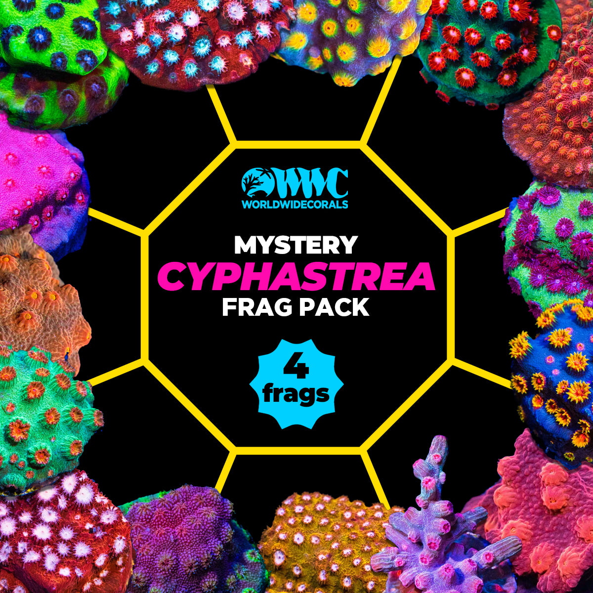 Mystery Cyphastrea Frag Pack (4 Frags)
