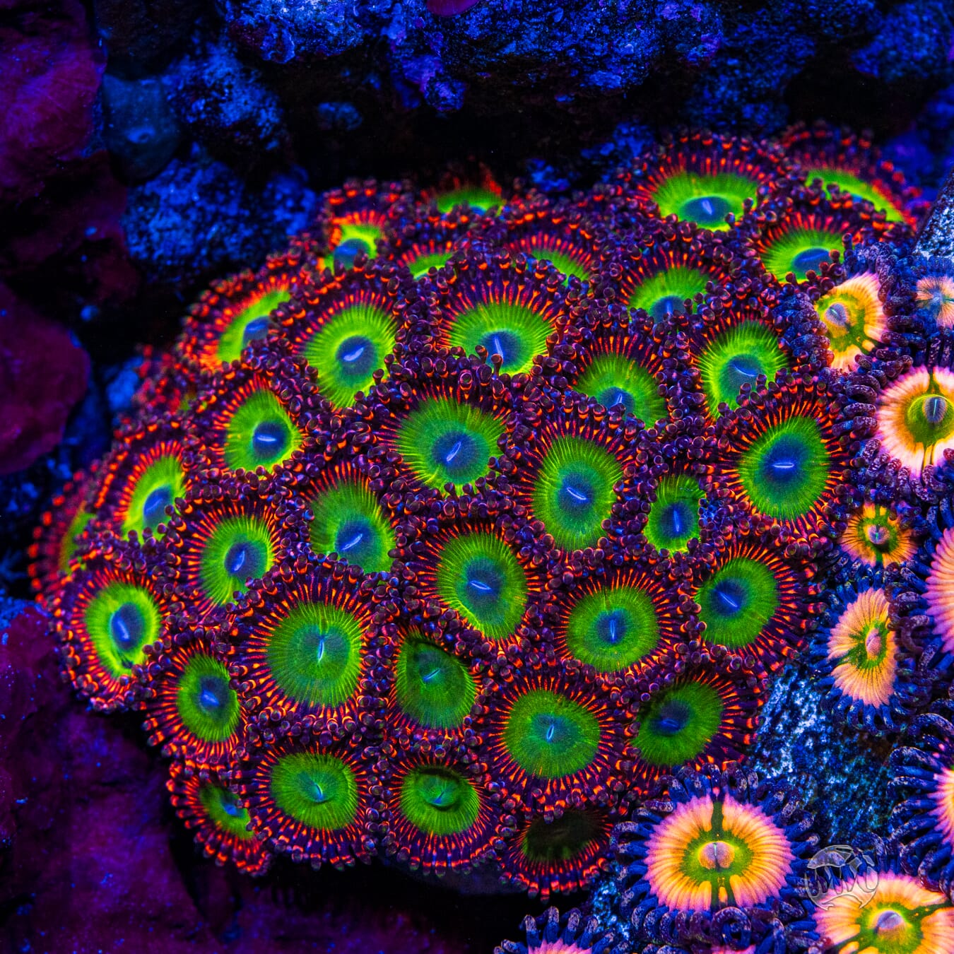 Candy Apple Red Zoanthids - Mother Colony