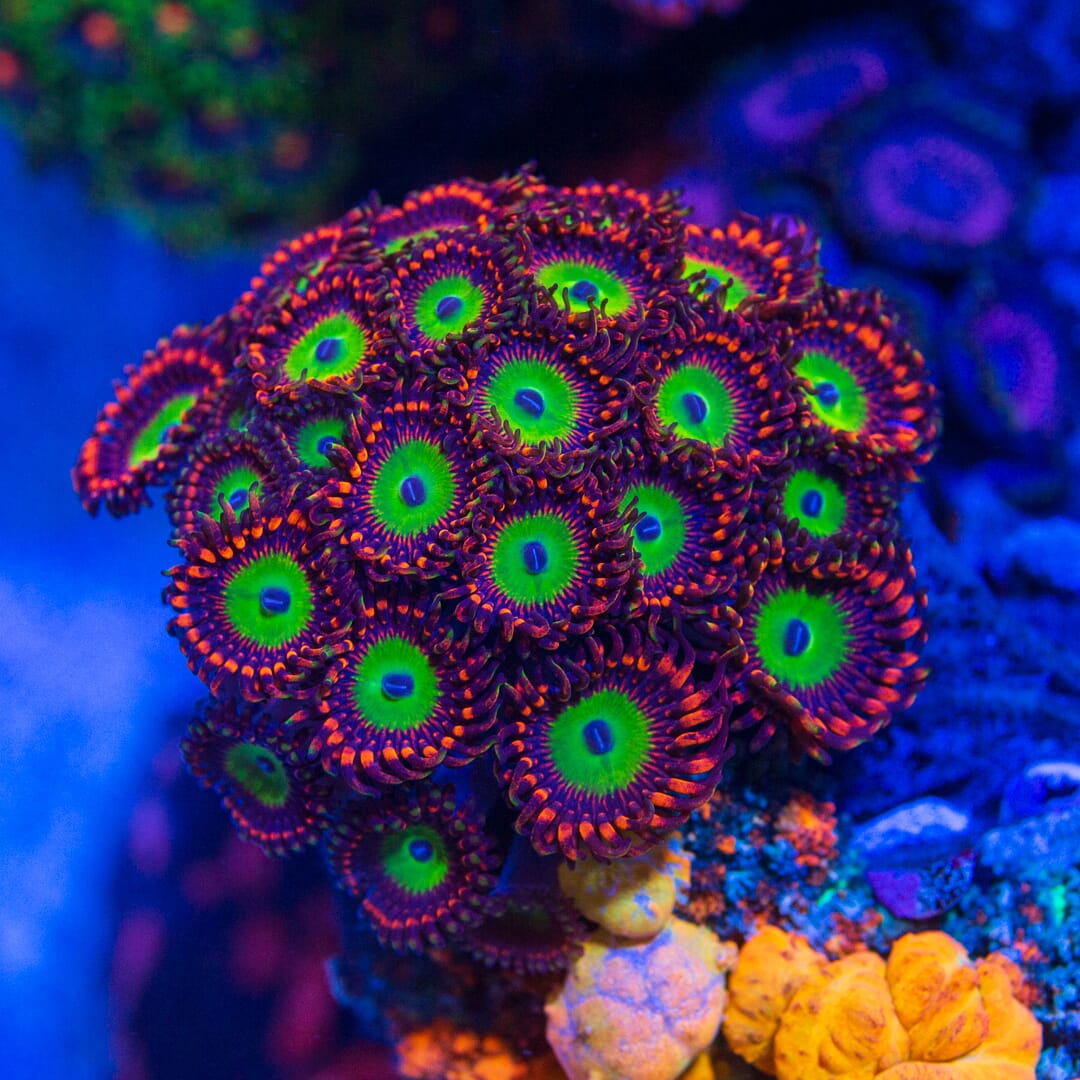 Candy Apple Red Zoanthids