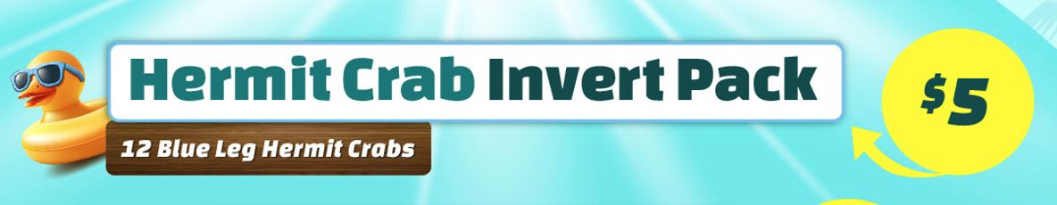 Hermit Crab Invert Pack - 12 Blue Legs