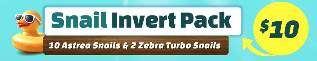 Snail Invert Pack - 10 Astrea & 2 Zebra Turbos