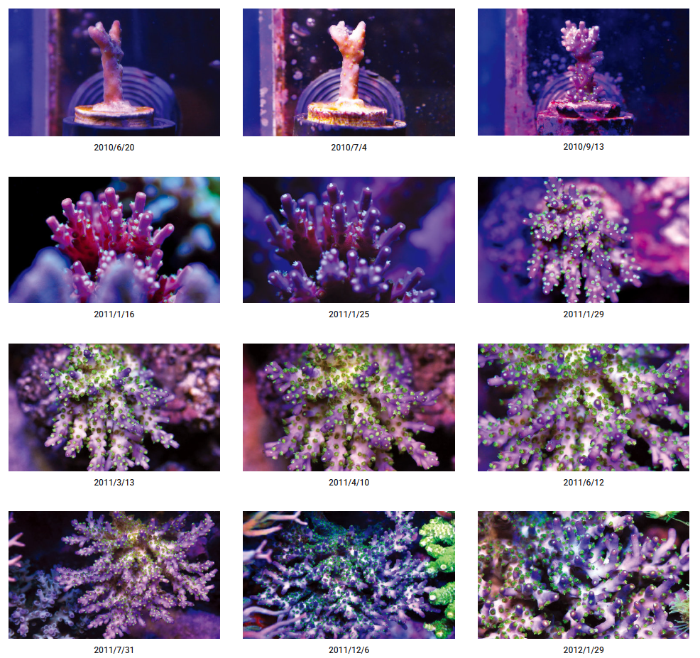 LUZ by WWC, THE CORAL FARMING LIGHT