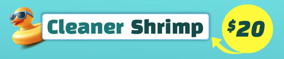 Cleaner Shrimp