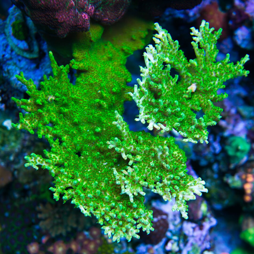 Castelles Banana Table Acropora - Mother Colony Photo