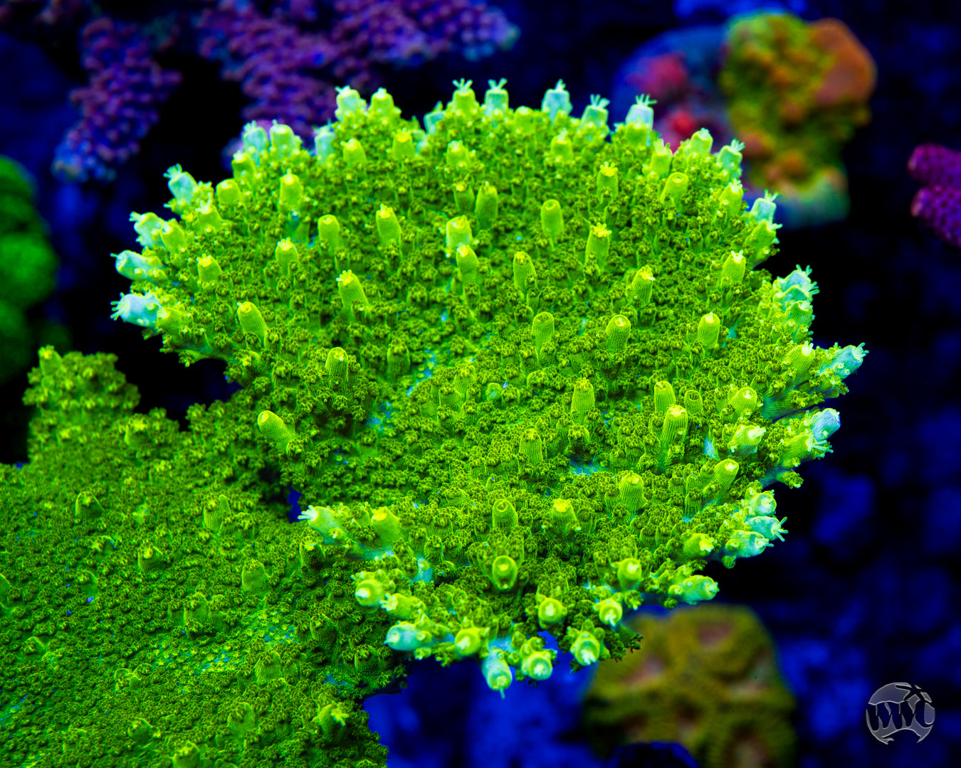 Castells Banana Table Acropora