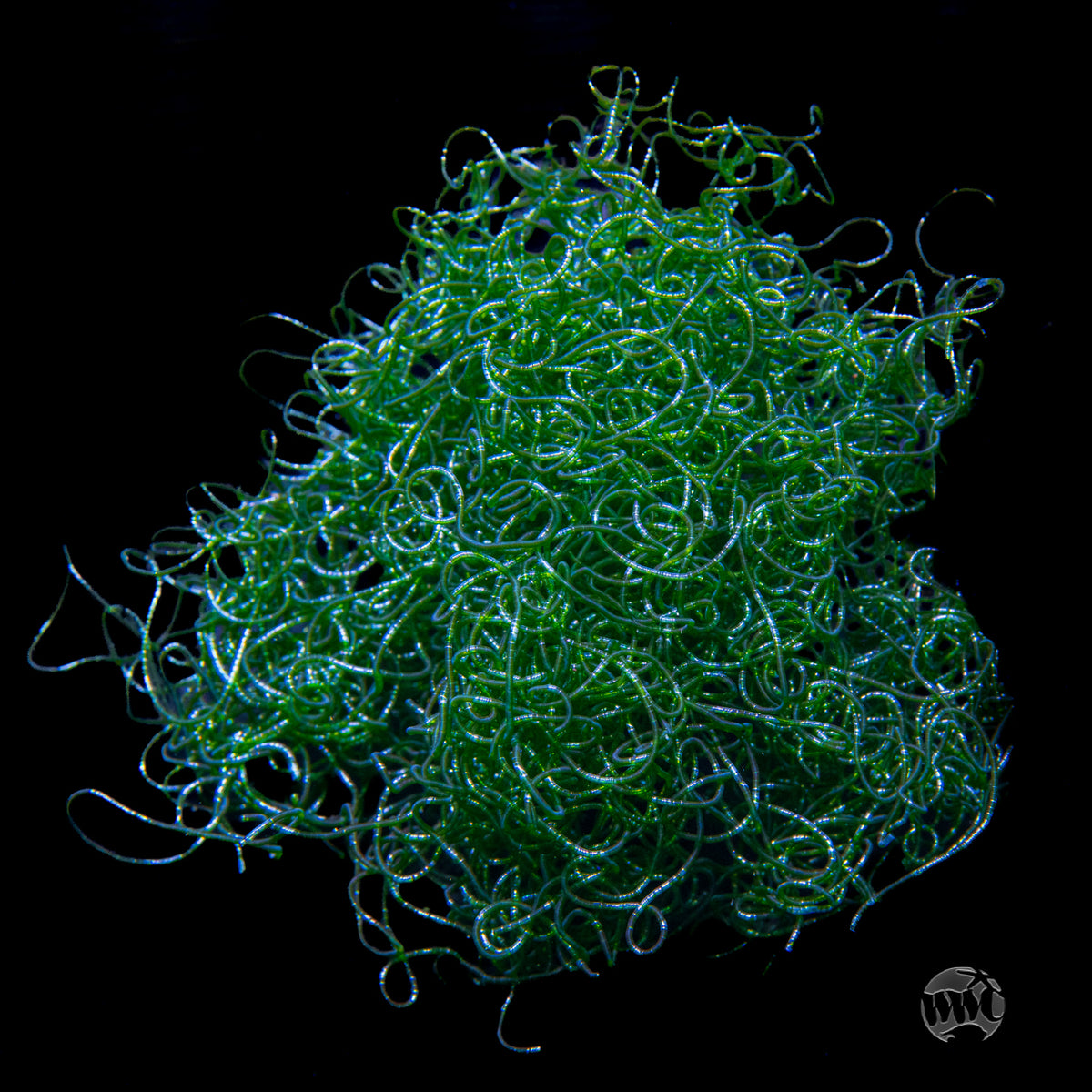 Chaetomorpha Algae