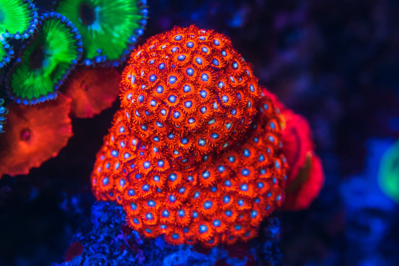Charmander Zoanthids - Mother Colony